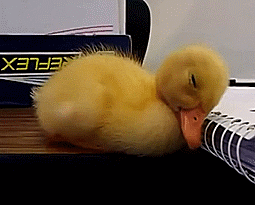 duck-falling-asleep-gif