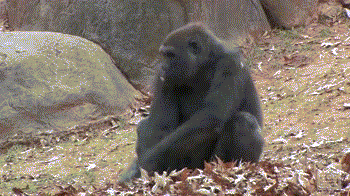 gorilla-rolling-around-in-leaves-gif