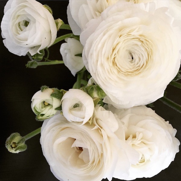 Ranunculus blooms