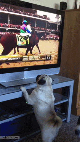 1371487508_pug_tries_to_catch_horse_on_tv