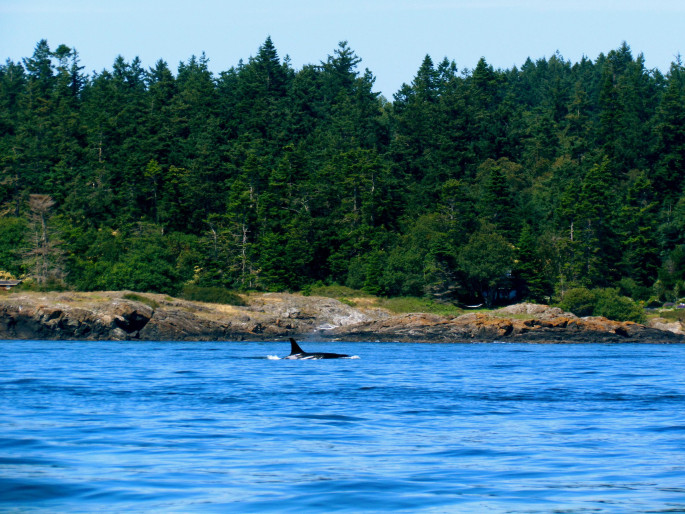 Orca on San Juan Islands - Jeff Gunn