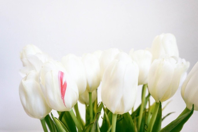 Spending freeze wrap-up post - tulips