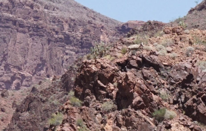 Bighorn sheep in the Grand Canyon