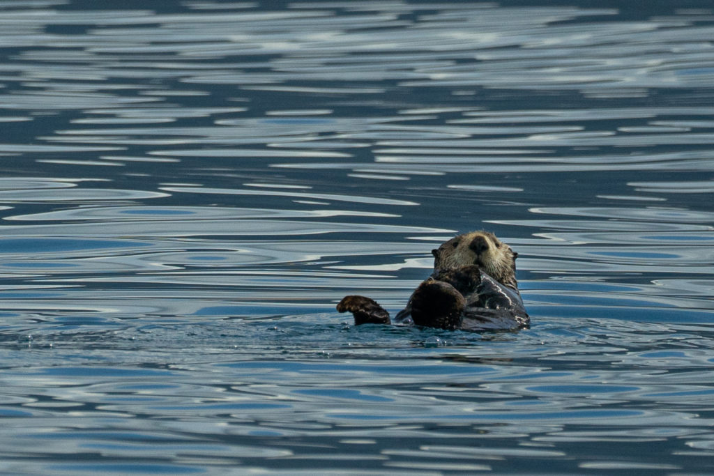 Sea otter on the Prince Edward Sound