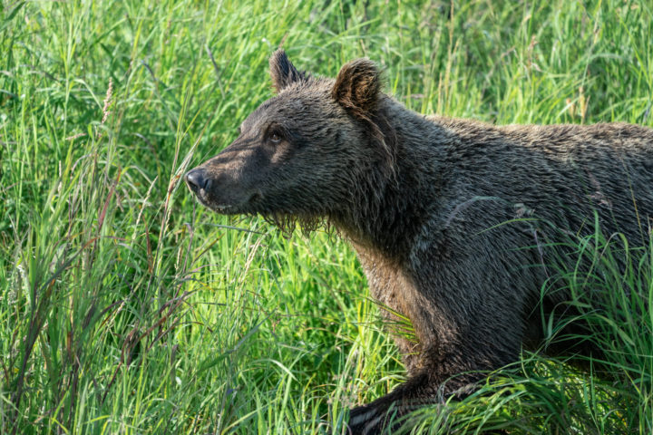 Wild Alaskan grizzly bear