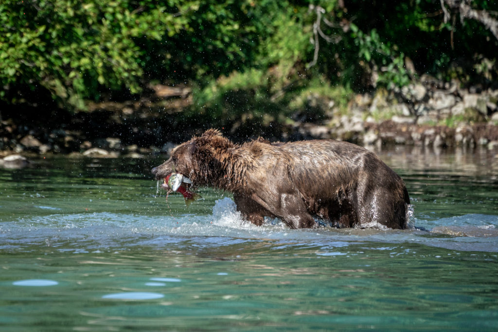 Wild grizzly bear catches sockeye salmon at Lake Clark National Park