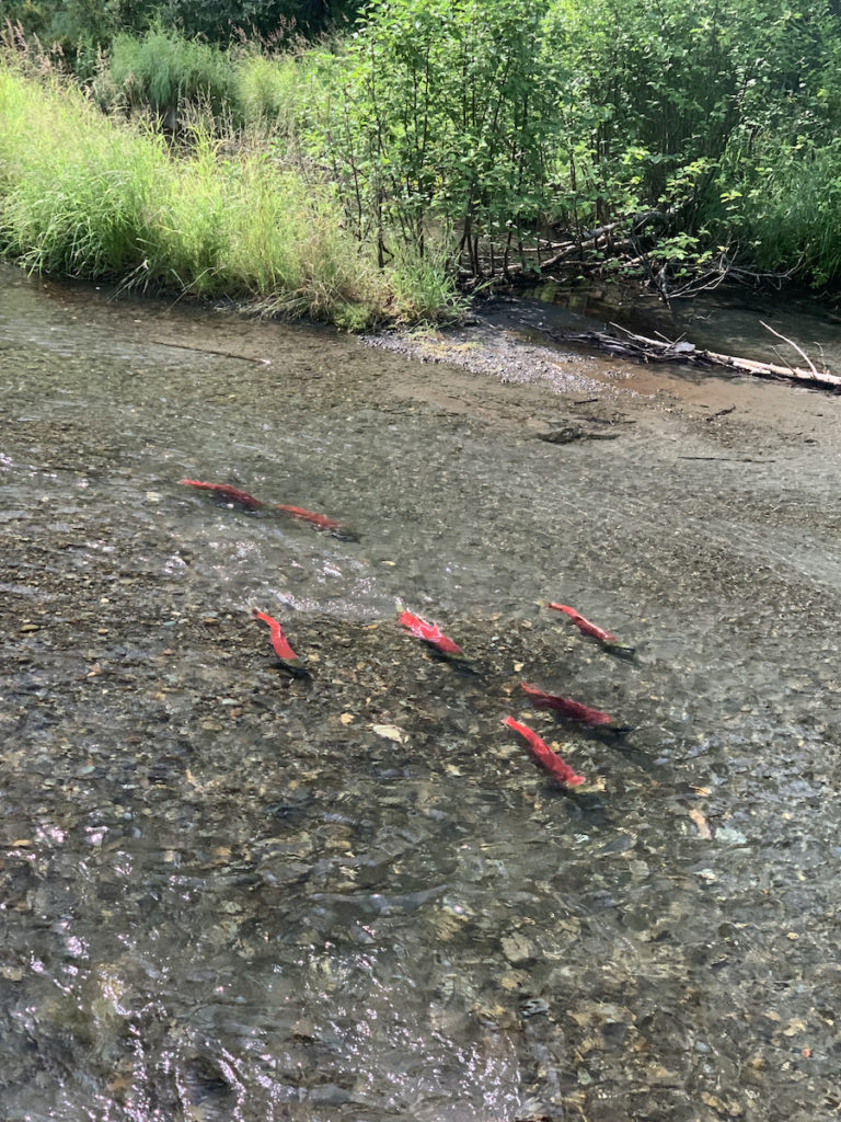 Sockeye salmon viewing platform on the Seward Highway