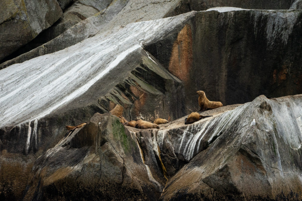 Stellar sea lions on a wildlife cruise in Kenai Fjords National Park