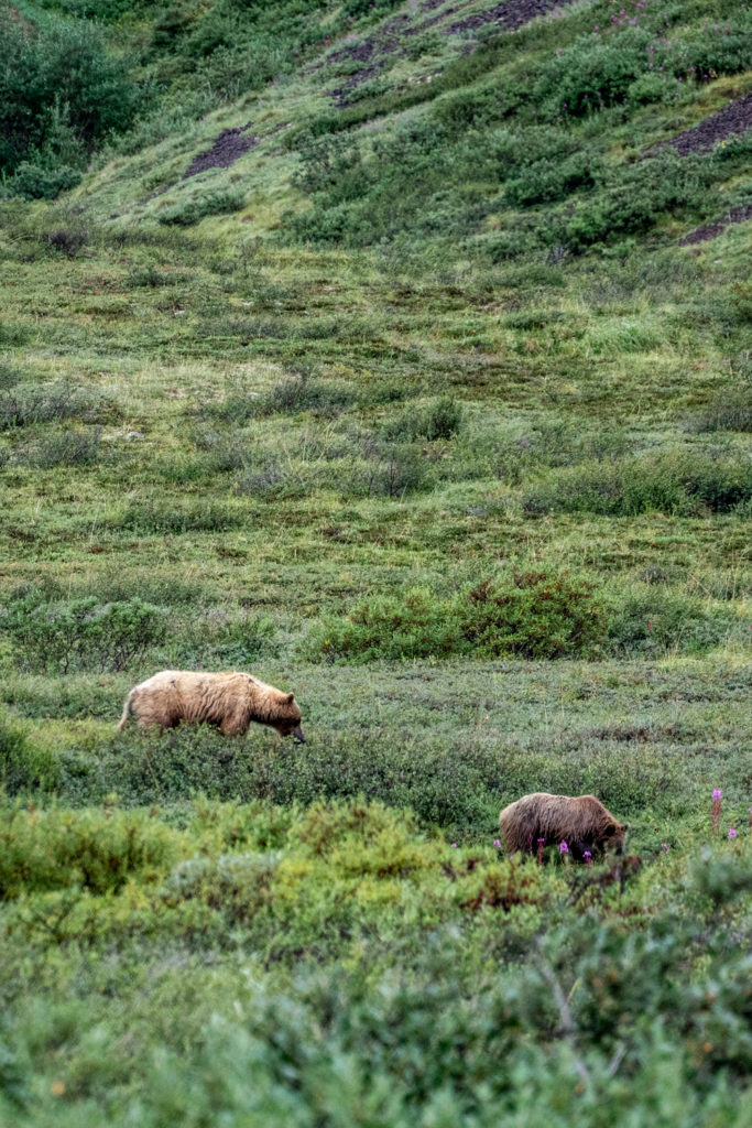 Grizzly bears along Denali Park Road