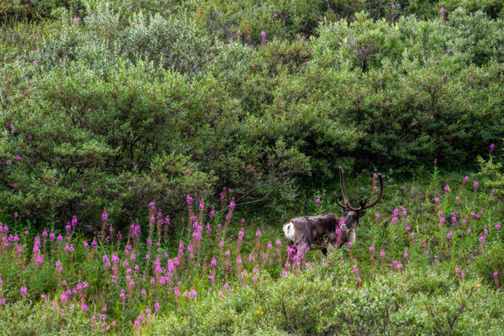 Caribou and Fireweed on Denali Park Road