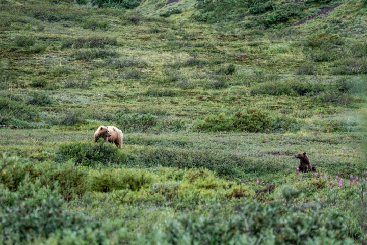 Wild Alaskan brown bears in Denali National Park