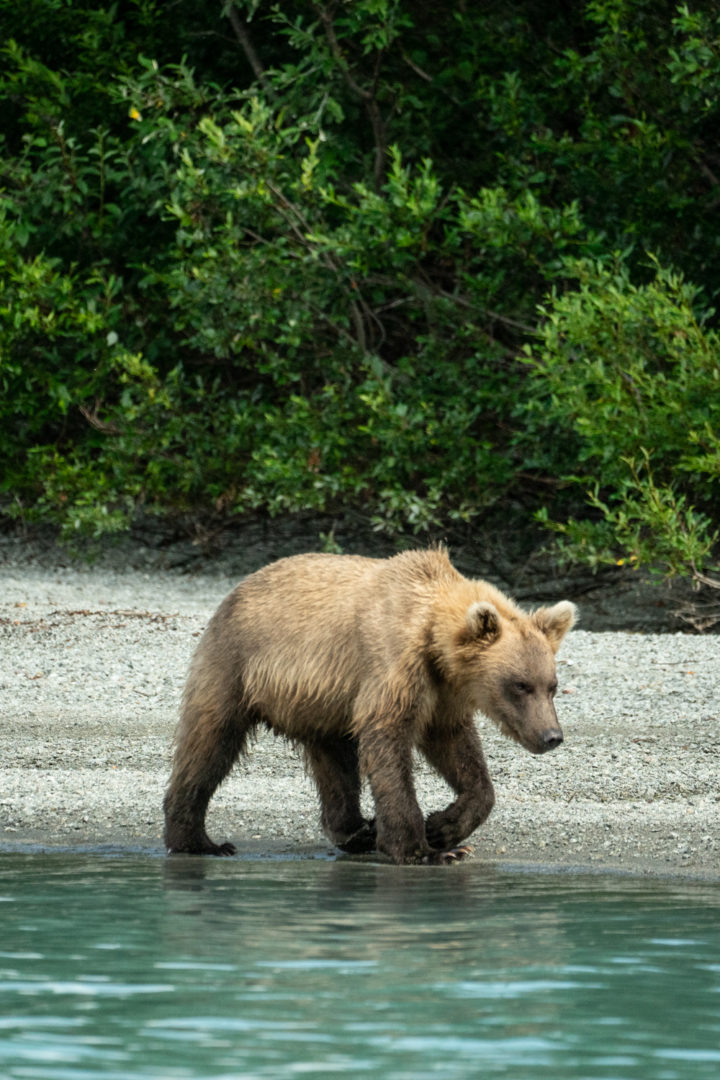 Wild Alaskan Grizzly Bear Lake Clark National Park