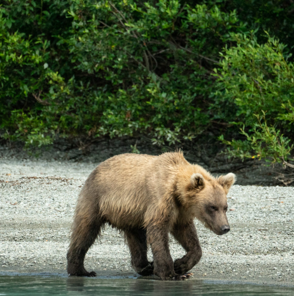 Wild Alaskan Grizzly Bear Lake Clark National Park