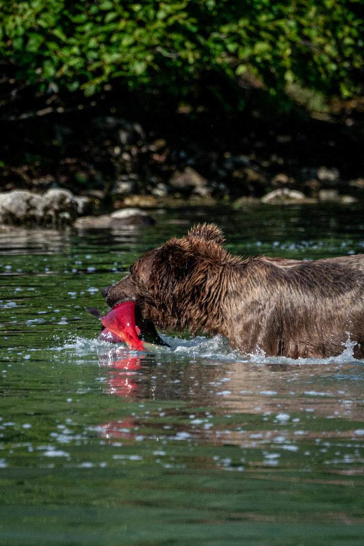Wild Alaskan brown bear catching sockeye salmon in Lake Clark National Park
