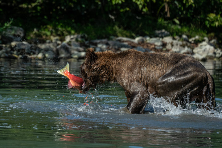 Wild Alaskan brown bear fishing for sockeye salmon in Lake Clark National Park