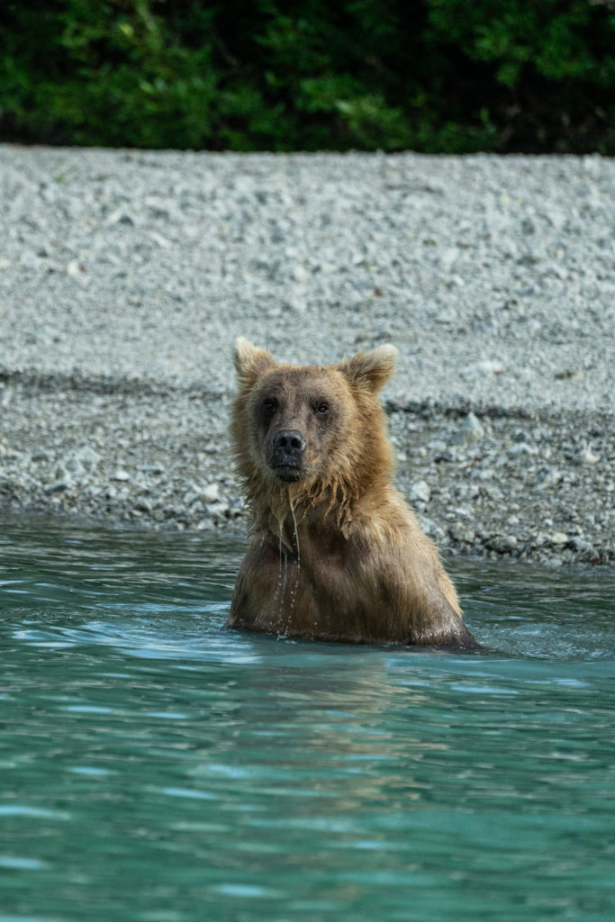 Lake Clark National Park bear viewing tour