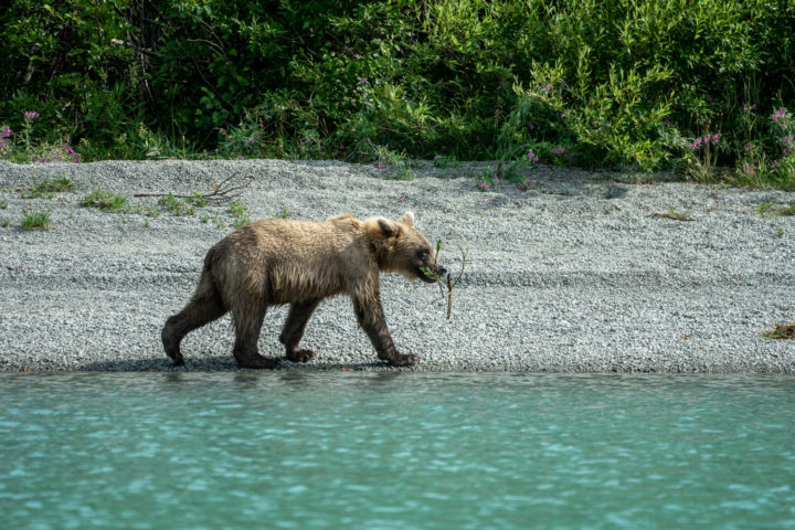 Lake Clark National Park bear viewing tour