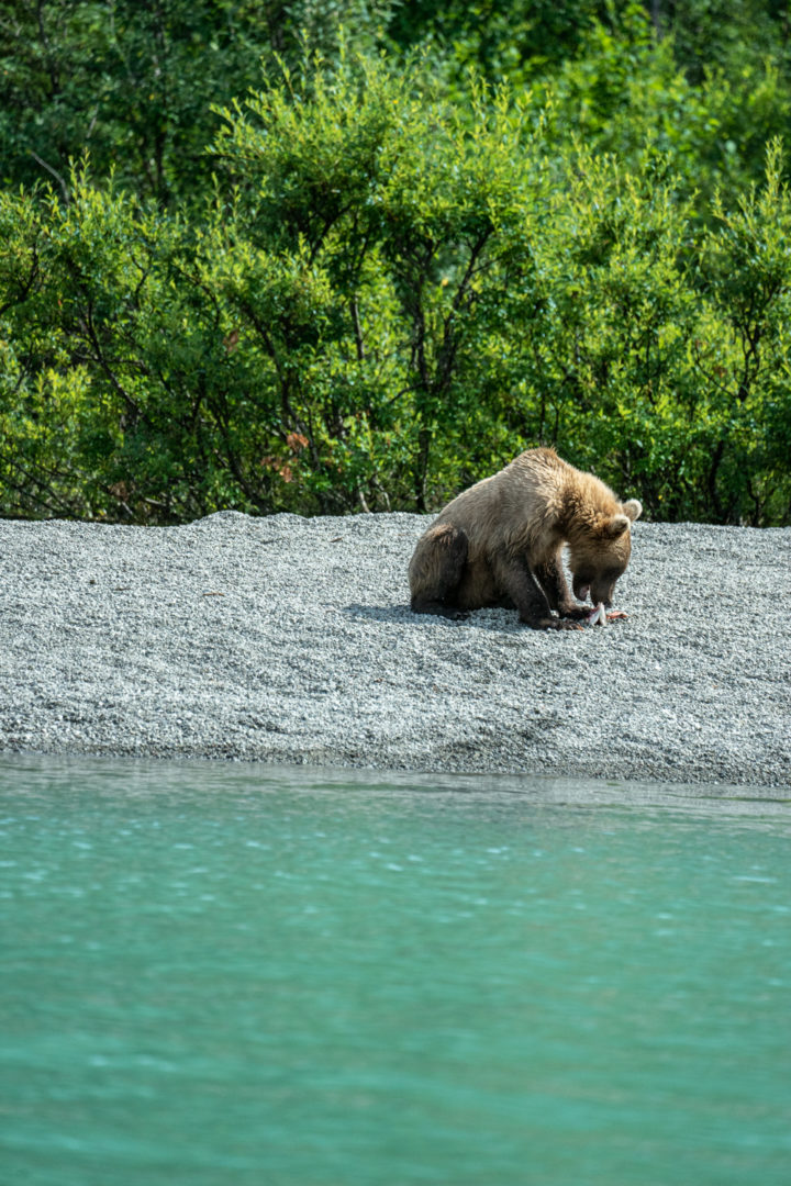 Lake Clark National Park bear viewing tour