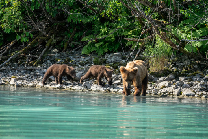 Wild Alaskan brown bear with cubs at Lake Clark National Park