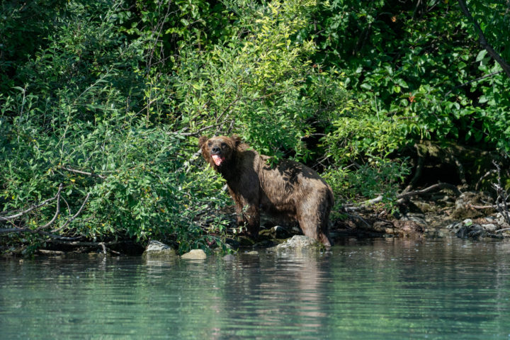 Wild bear eating fresh salmon in Lake Clark National Park