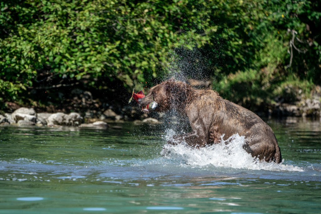 Wild Alaskan brown bear catching sockeye salmon in Lake Clark National Park