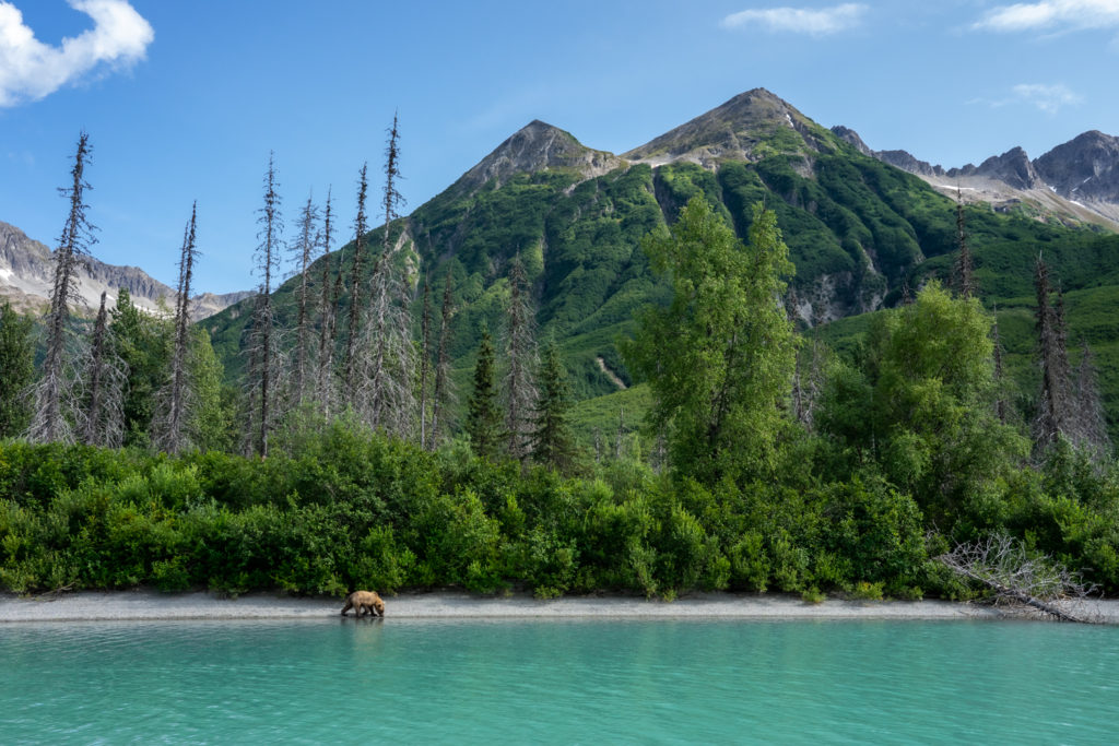 Lake Clark National Park wild brown bear on shore