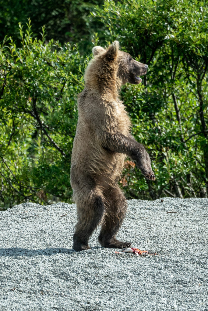 Wild Alaskan brown bear standing on shore