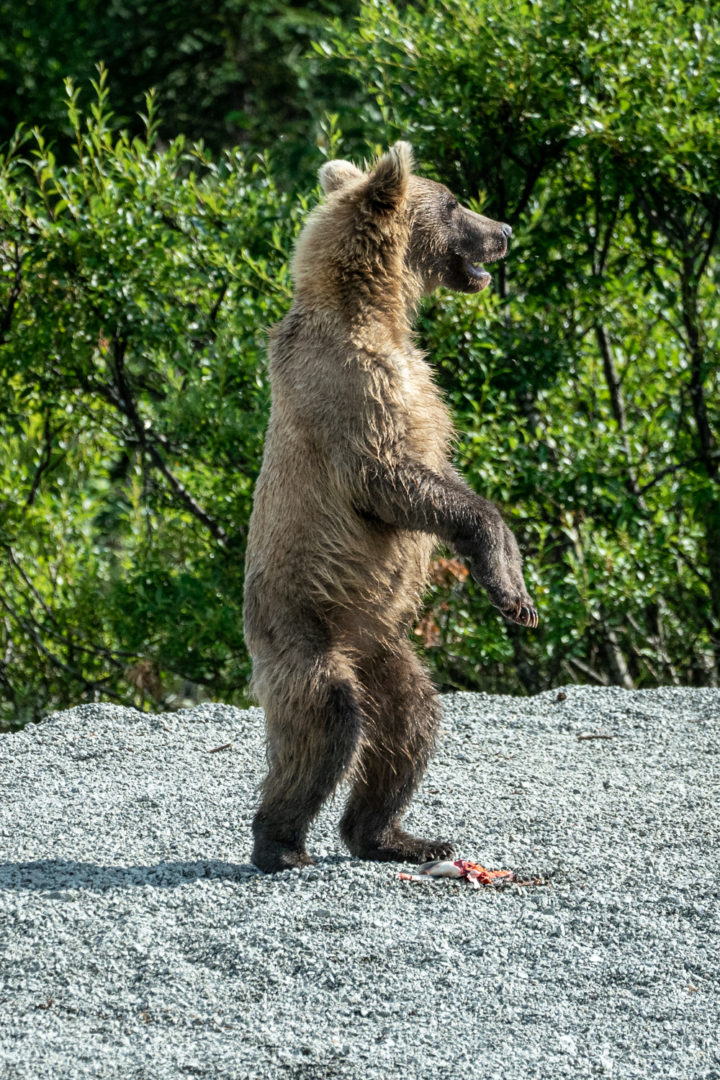 Wild Alaskan brown bear standing on shore
